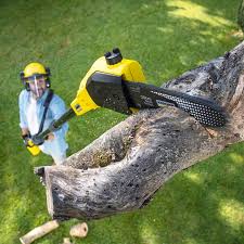 Best Arborist Consultation Services  in Murray, UT